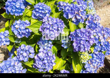 Belle idrangee blu che si illuminano all'inizio dell'estate Foto Stock