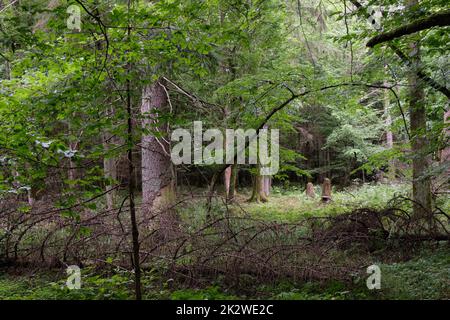 Primavera decidua stand con vecchie querce Foto Stock