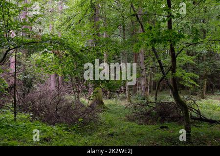 Primavera decidua stand con vecchie querce Foto Stock