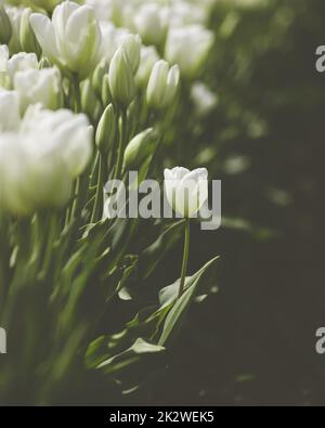 Uno scatto verticale di tulipani bianchi (tulipa) per lo sfondo Foto Stock
