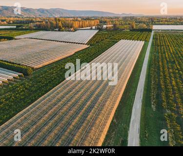 Vista panoramica sui campi con rete di protezione della grandine, meli e campo di girasole. I raggi del sole colpiscono gli alberi Foto Stock