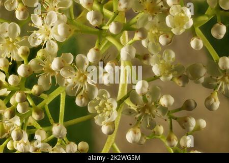 Primo piano dei fiori di punta rossa Photinia (Photinia x fraseri) Foto Stock