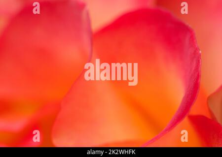 Frammento di fiore di rosa, macro shot, focus locale Foto Stock
