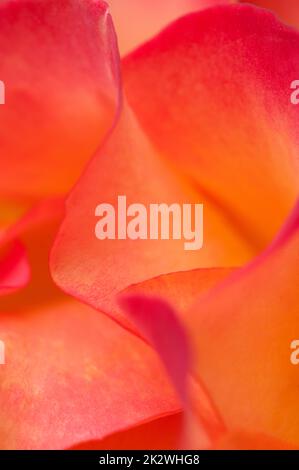 Frammento di fiore di rosa, macro shot, focus locale Foto Stock