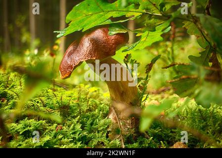 CEP o Boletus Mushroom che cresce in una foresta Foto Stock