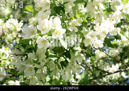 Blooming melo close-up Foto Stock