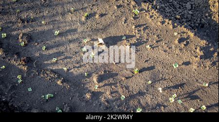 Germogli di ravanello giovani crescono in giardino su un letto nel terreno aperto, il concetto di coltivazione di verdure biologiche Foto Stock