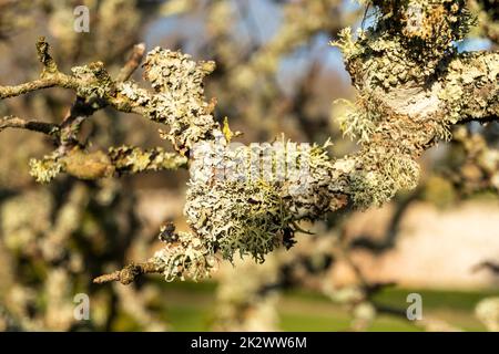 Oak Moss su un vecchio melo, Burwash, East Sussex, Inghilterra. Evernia prunastri Foto Stock