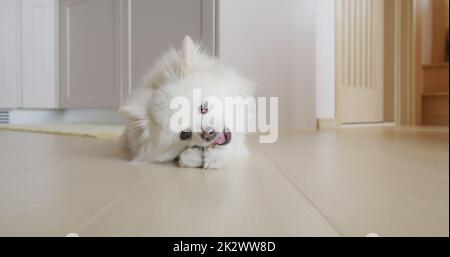 Trattamento da masticare per cani Pomeraniani per denti puliti e gengive sane Foto Stock