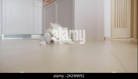 Trattamento da masticare per cani Pomeraniani per denti puliti e gengive sane Foto Stock