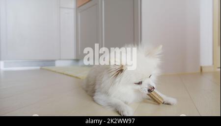 Trattamento da masticare per cani Pomeraniani per denti puliti e gengive sane Foto Stock