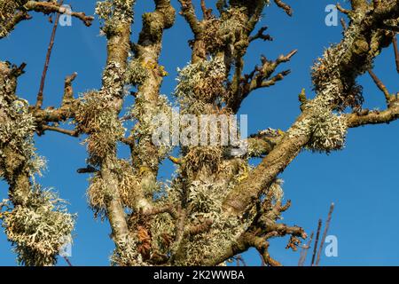 Oak Moss su un vecchio melo, Burwash, East Sussex, Inghilterra. Evernia prunastri Foto Stock