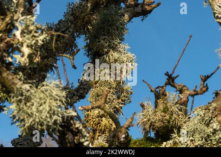 Oak Moss su un vecchio melo, Burwash, East Sussex, Inghilterra. Evernia prunastri Foto Stock