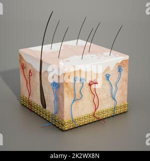 3D struttura di una sezione della pelle umana con malattia di vitiligine. Illustrazione 3D Foto Stock