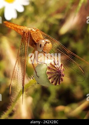 Dragonfly sulla testa di papavero Foto Stock
