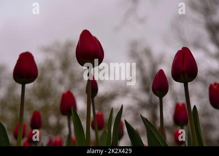 Tulipani rossi con una bellissima sfocatura sullo sfondo Foto Stock