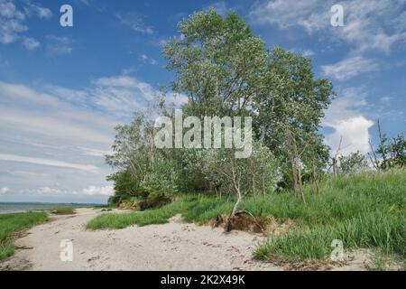 Sulla spiaggia naturale nei pressi di Fliemstorf Huk, Mar Baltico, Zierow, Baia di Wismar, Nordwestmecklenburg, Meclemburgo-Pomerania anteriore, Germania Foto Stock