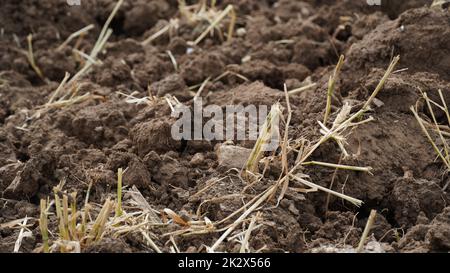 Terreno agricolo recentemente arato e preparato per il raccolto Foto Stock