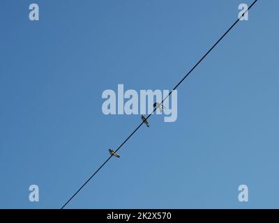 Tre fienile (Hirundo rustica) su una linea elettrica Foto Stock