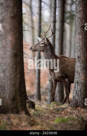 Giovane cervo rosso che guarda intorno in monocoltura di abete rosso in primavera Foto Stock