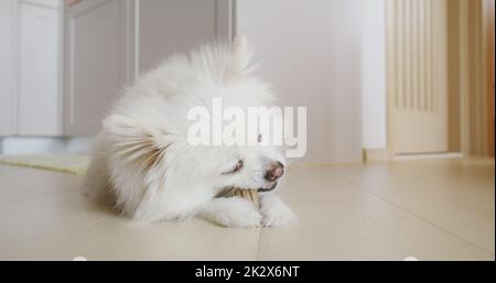 Trattamento da masticare per cani Pomeraniani per denti puliti e gengive sane Foto Stock