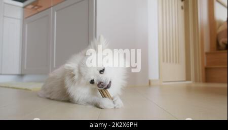 Trattamento da masticare per cani Pomeraniani per denti puliti e gengive sane Foto Stock