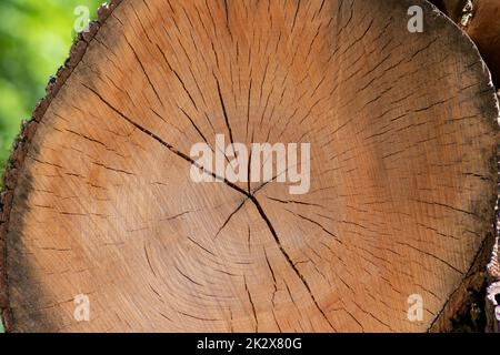 Taglio disco albero di legno da costruzione dopo la deforestazione impilato pali di legno mostra anelli annuali l'età degli alberi per l'industria del legname come risorse sostenibili su legno carcassa albero di tronchi Foto Stock