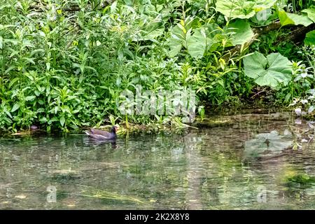 Il moorhen comune eurasiatico (Gallinula chloropus) nuotare nel fiume Coln - Bibury, Gloucestershire, Regno Unito Foto Stock