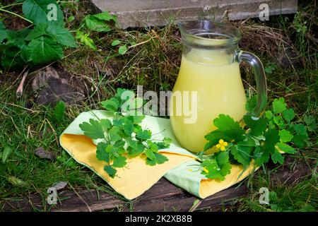 Maggiore celandina chelidonio majus erbe su latte estratto tintura, concetto di giardino medico Foto Stock