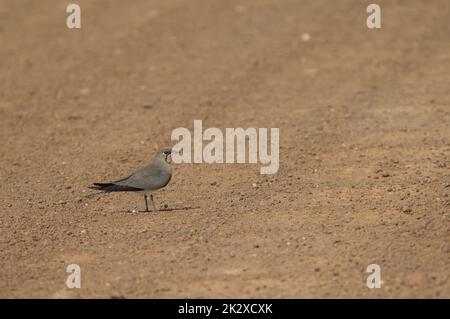 Pratincole glareola pratincola su strada sterrata. Foto Stock