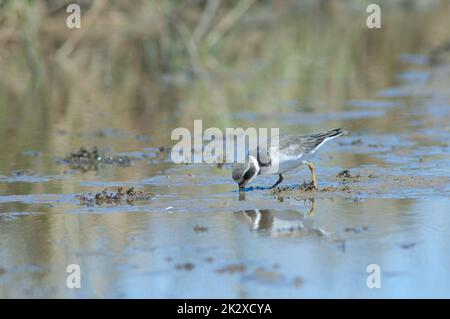 Comune inanellato plover alimentazione in una laguna. Foto Stock