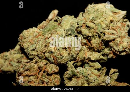 Germogli Marihuana primo piano in fondo nero puro medico cbd super limone haze cannabis sativa famiglia cannabaceae grandi dimensioni stampe di alta qualità Foto Stock