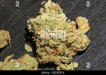 Germogli Marihuana primo piano in fondo nero puro medico cbd super limone haze cannabis sativa famiglia cannabaceae grandi dimensioni stampe di alta qualità Foto Stock