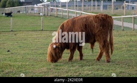 Vista laterale di una grande mucca pelosa marrone. Foto Stock