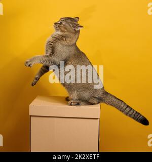 Gatto grigio adulto, corto-capelli scozzesi diritto-earred, siede su uno sfondo giallo. L'animale siede su una scatola di cartone marrone Foto Stock