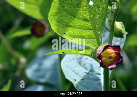 Schwarze Tollkirsche (Atropa belladonna) - blÃ¼hende Pflanze Foto Stock