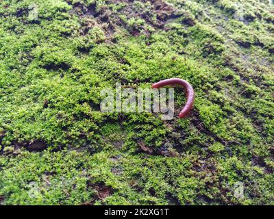 Un millipede che si muove su fungo verde Foto Stock