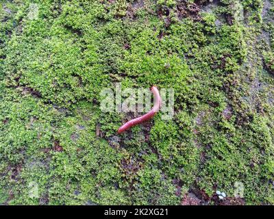 Un millipede che si muove su fungo verde Foto Stock