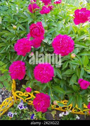 Fiori rosa di peonie che sbocciano su un cespuglio in giardino, foto verticale Foto Stock