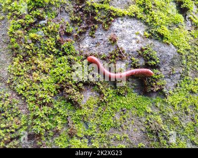 Un millipede che si muove su fungo verde Foto Stock