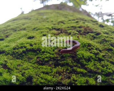 Un millipede che si muove su fungo verde Foto Stock