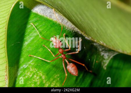 Formiche rosse sulle foglie, le zampe delle formiche rosse sono arancioni. O bruno rossastro, testa e petto con peli corti bianchi, nidificano sugli alberi. Foto Stock