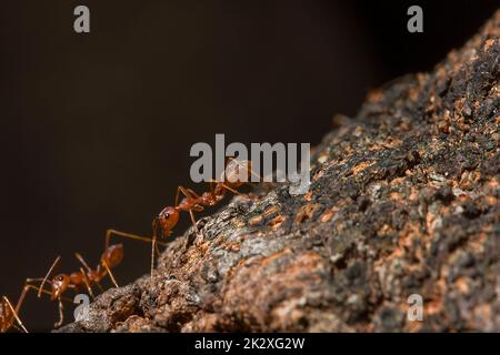 Formiche OWeaver o formiche verdi. Il corpo, i tentacoli e le gambe sono arancioni su legno asciutto. Foto Stock