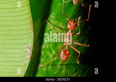 Formiche rosse sulle foglie, le zampe delle formiche rosse sono arancioni. O bruno rossastro, testa e petto con peli corti bianchi, nidificano sugli alberi. Foto Stock