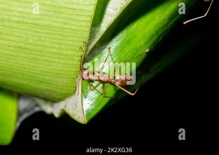 Formiche rosse sulle foglie, le zampe delle formiche rosse sono arancioni. O bruno rossastro, testa e petto con peli corti bianchi, nidificano sugli alberi. Foto Stock