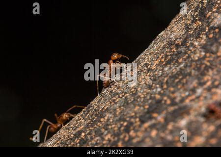 Formiche OWeaver o formiche verdi. Il corpo, i tentacoli e le gambe sono arancioni su legno asciutto. Foto Stock