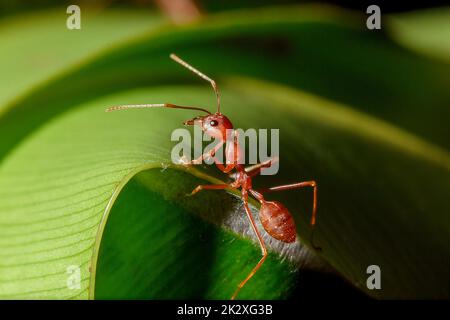 Formiche rosse sulle foglie, le zampe delle formiche rosse sono arancioni. O bruno rossastro, testa e petto con peli corti bianchi, nidificano sugli alberi. Foto Stock