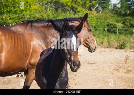 Marrone mare e il pascolo del foal nel cortile Foto Stock