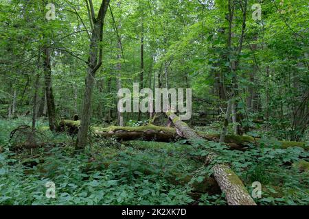 Rotto vecchi alberi di cenere muschio avvolto sdraiato Foto Stock