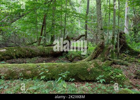 Rotto vecchi alberi di cenere muschio avvolto sdraiato Foto Stock